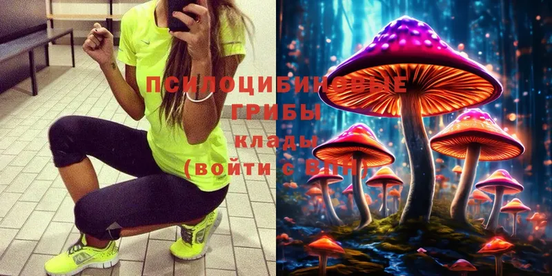 Псилоцибиновые грибы Cubensis  Курлово 